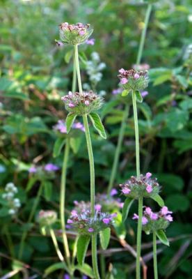 Clinopodium vulgare -