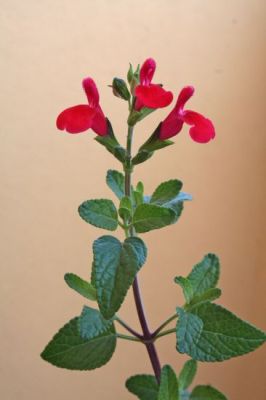 Salvia grahamii -