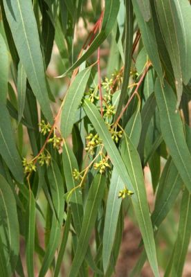 Eucalyptus camaldulensis - 