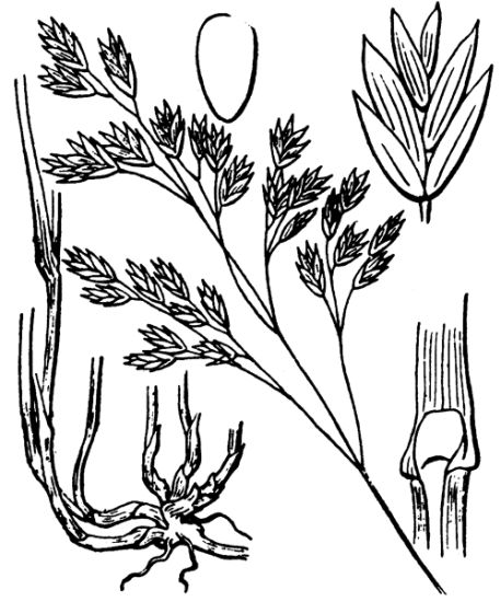 Leucopoa pulchella (Schrad.) H. Scholz & Foggi