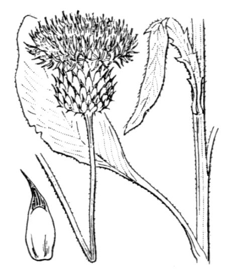 Serratula nudicaulis (L.) DC.