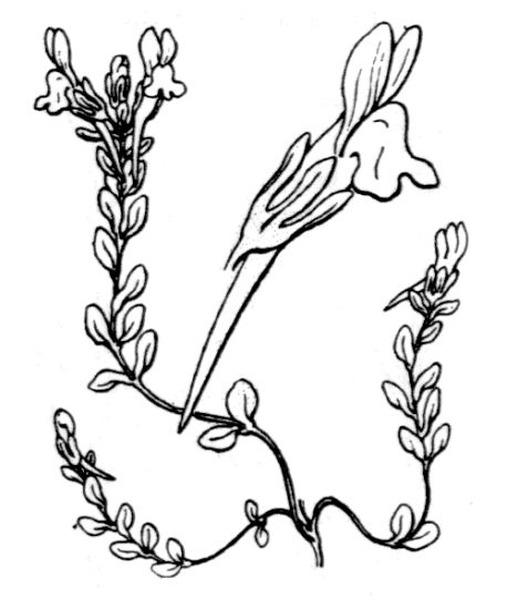 Linaria flava (Poir.) Desf.