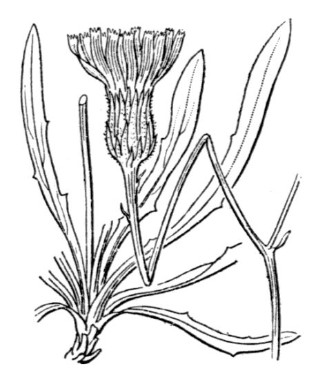 Tolpis staticifolia (All.) Sch. Bip.