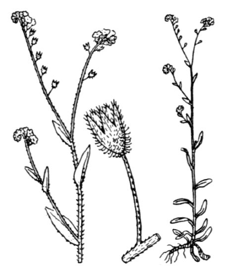Myosotis arvensis (L.) Hill subsp. arvensis