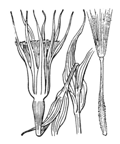 Tragopogon porrifolius L.