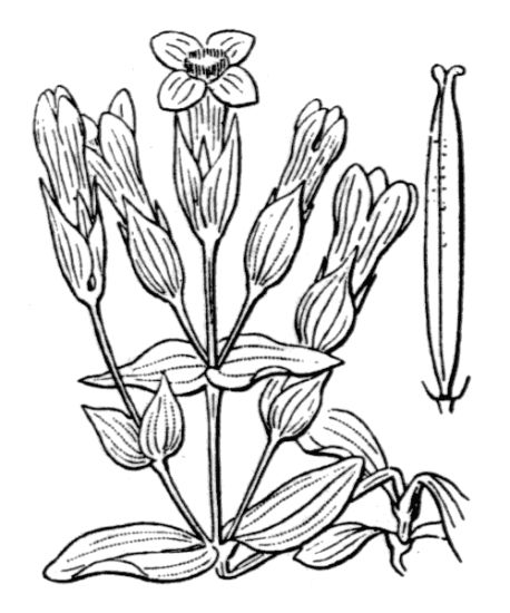 Gentianella campestris (L.) Borner
