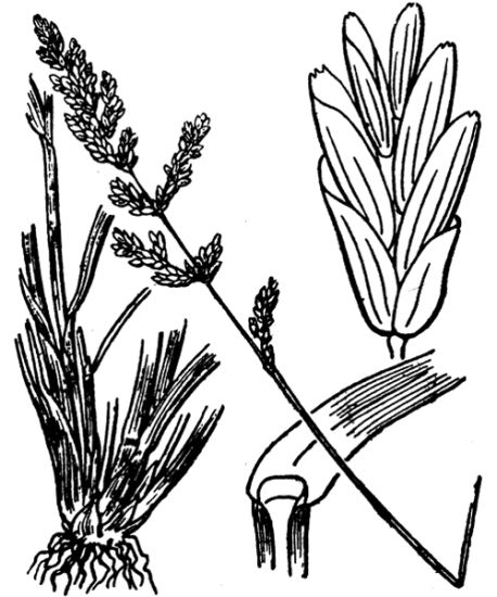 Puccinellia fasciculata (Torr.) E. P. Bicknell