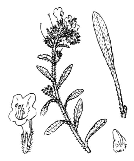 Echium sabulicola Pomel