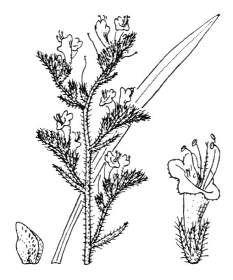 Echium vulgare subsp. pustulatum (Sm.) Em. Schmid & Gams
