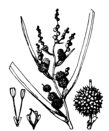 Sparganium erectum L. subsp. erectum