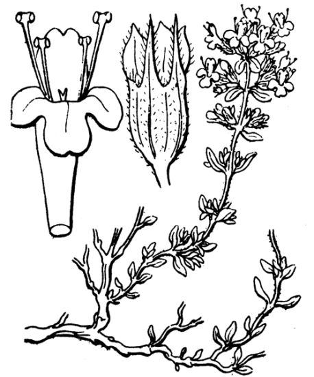 Thymus vulgaris L.