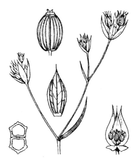 Bupleurum baldense Turra subsp. baldense