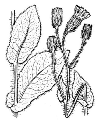 Hieracium valdepilosum -