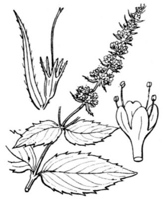 Mentha spicata subsp. spicata - 