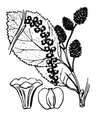 Alnus alnobetula subsp. alnobetula - 