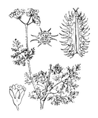 Caucalis platycarpos