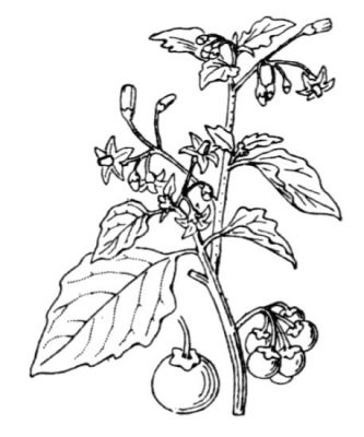 Solanum nigrum L. 