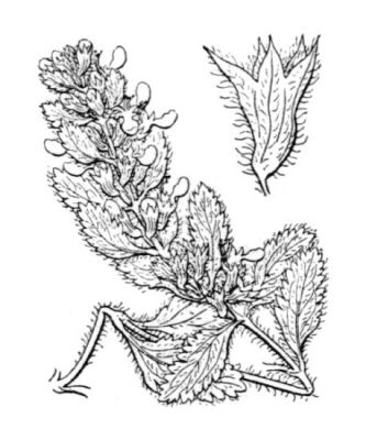 Teucrium chamaedrys L.