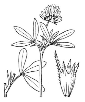 Trifolium maritimum Huds. 