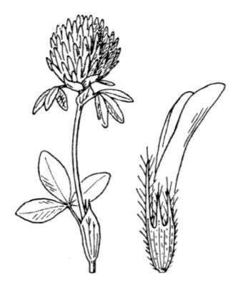 Trifolium pratense - 