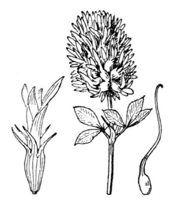 Trifolium vesiculosum - 