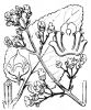 Scrophularia umbrosa subsp. umbrosa - Hippolyte Coste - Flore descriptive et illustrée de la 
France, de la Corse et des contrées limitrophes, 1901-1906 - This image is in 
public domain because its copyright has expired.