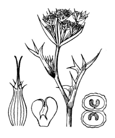 Echinophora spinosa L.