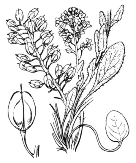 Lepidium villarsii Gren. & Godr. subsp. villarsii