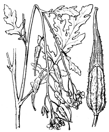 Sinapis alba subsp. dissecta (Lag.) Bonnier