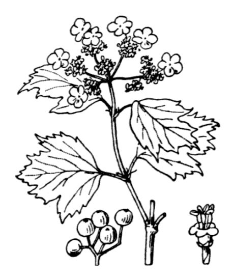 Viburnum opulus L.