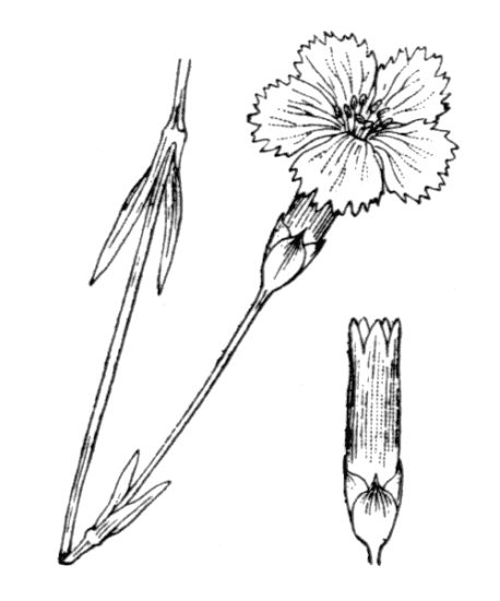 Dianthus gratianopolitanus Vill.