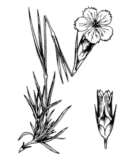 Dianthus pavonius Tausch