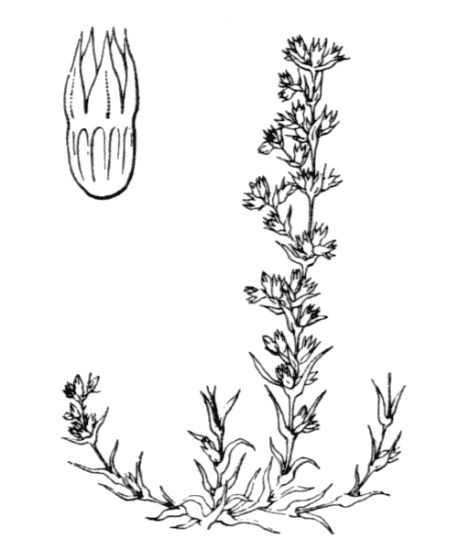 Scleranthus verticillatus Tausch