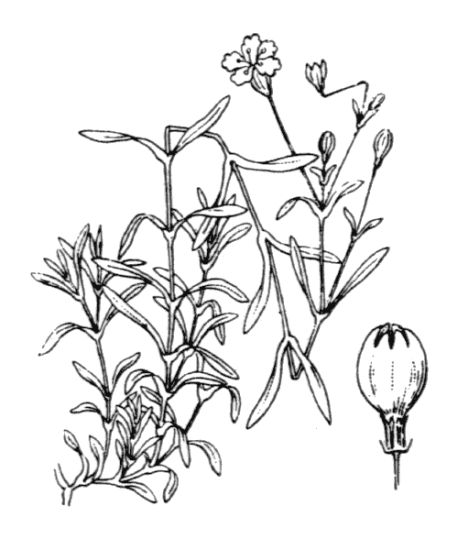 Silene pusilla Waldst. & Kit. subsp. pusilla
