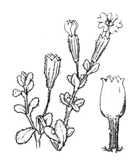 Silene succulenta subsp. corsica (DC.) Nyman