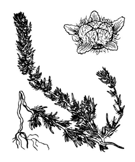 Bassia laniflora (S. G. Gmel.) A. J. Scott