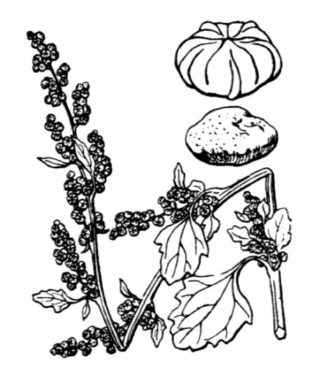 Chenopodium opulifolium W.D.J.Koch & Ziz