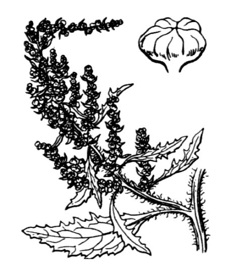 Chenopodium suffruticosum Willd.