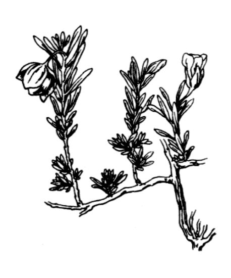 Fumana Fumana procumbens (Dunal) G. et G.