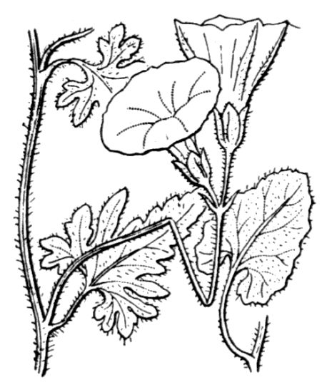 Convolvulus althaeoides L.