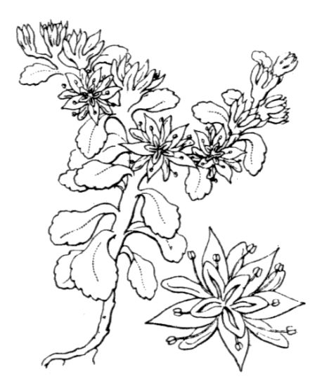 Phedimus stellatus (L.) Raf.
