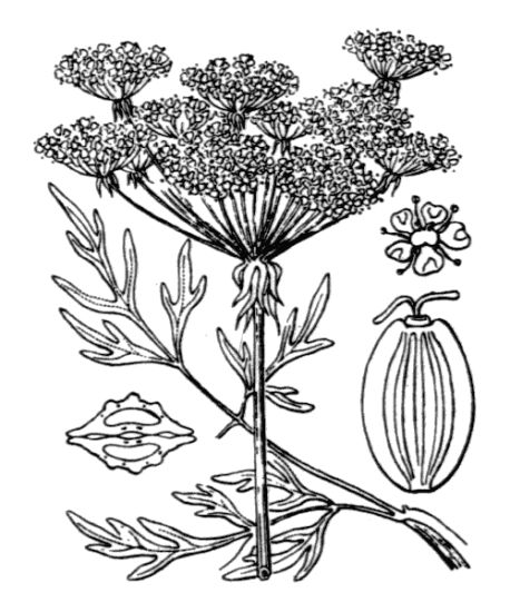 Thysselinum palustre (L.) Hoffm.