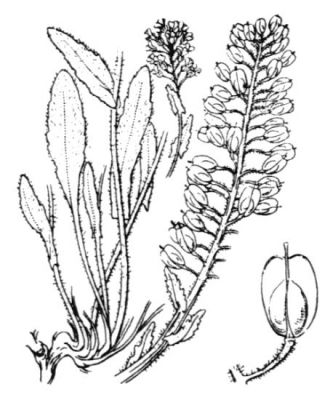 Lepidium heterophyllum Benth. 