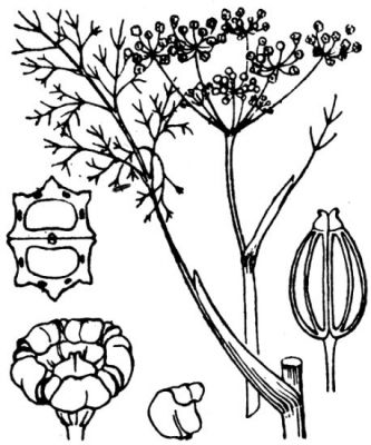 Foeniculum vulgare subsp. piperitum - 