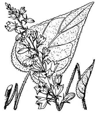 Campanula bononiensis - 