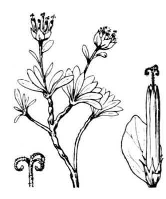 Phyteuma globulariifolium subsp. pedemontanum - 