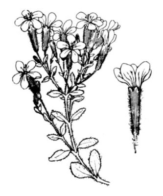 Saponaria ocymoides - 