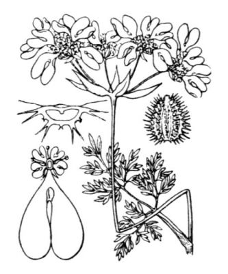 Orlaya grandiflora - 