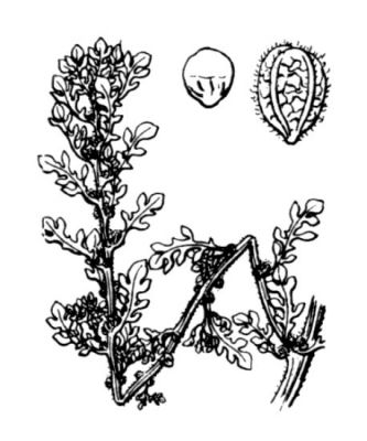 Chenopodium multifidum L.