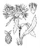 Eryngium pusillum,
Family: Apiaceae